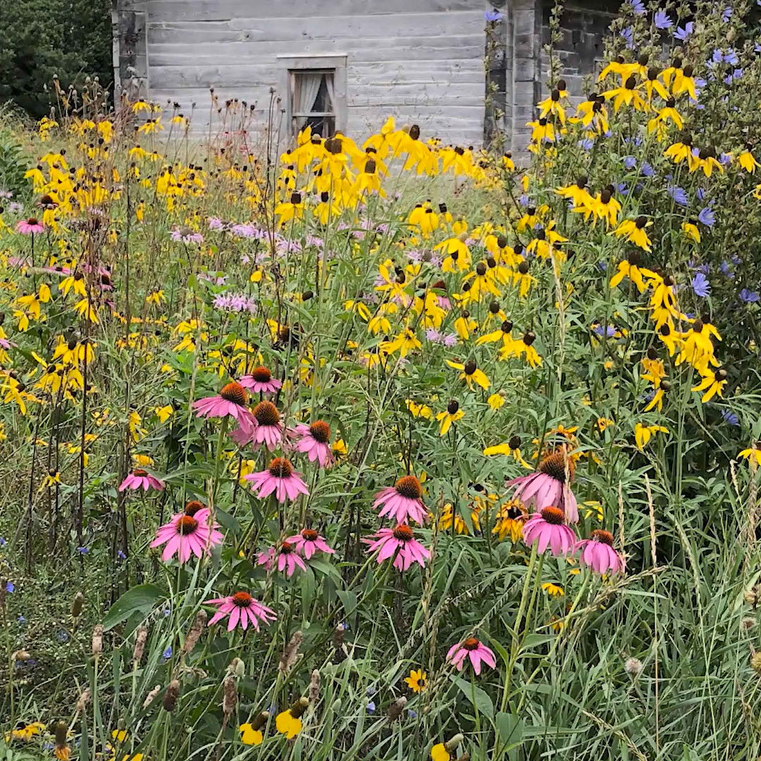 Midwest Wildflower Mix