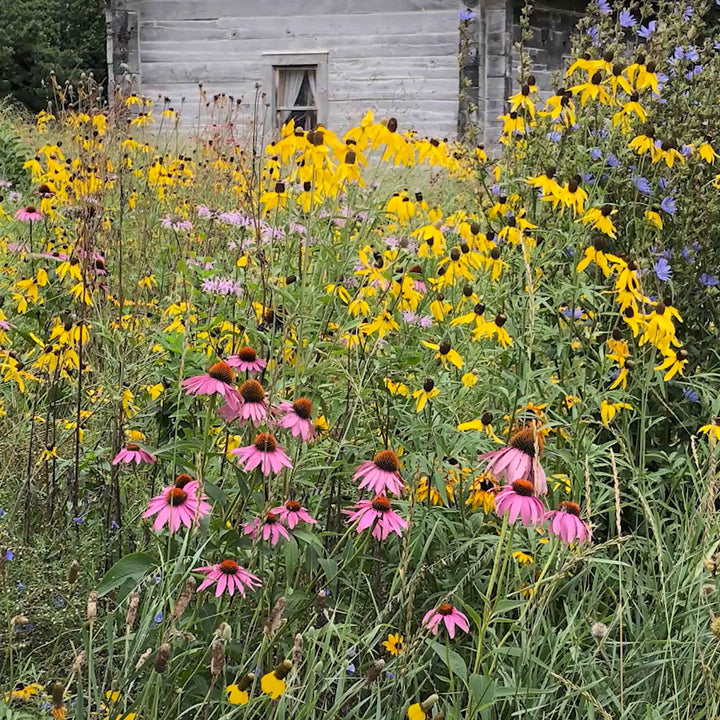 Midwest Wildflower Mix