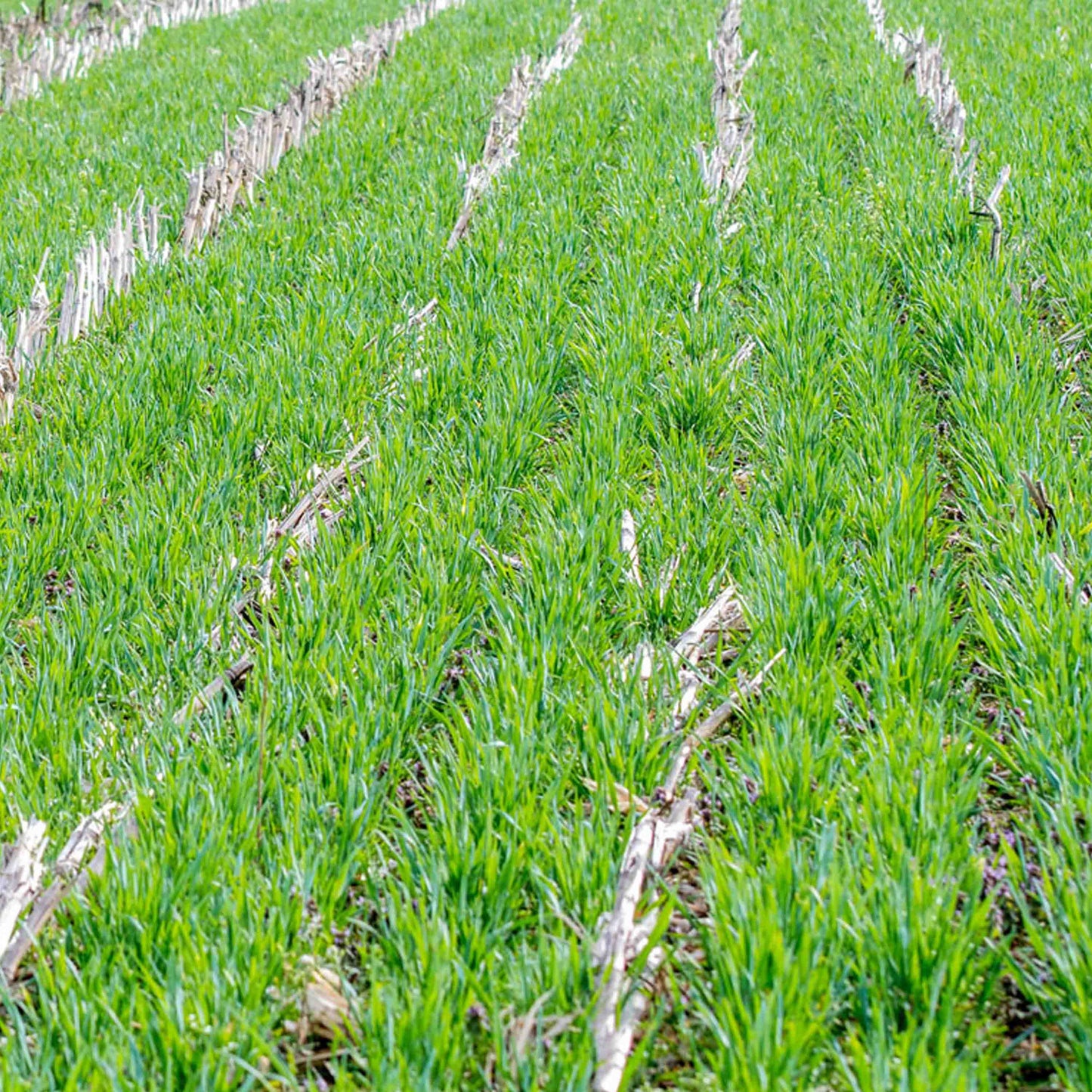 Winter Rye Grain