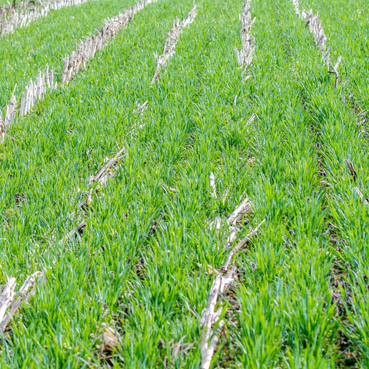 Winter Rye Grain