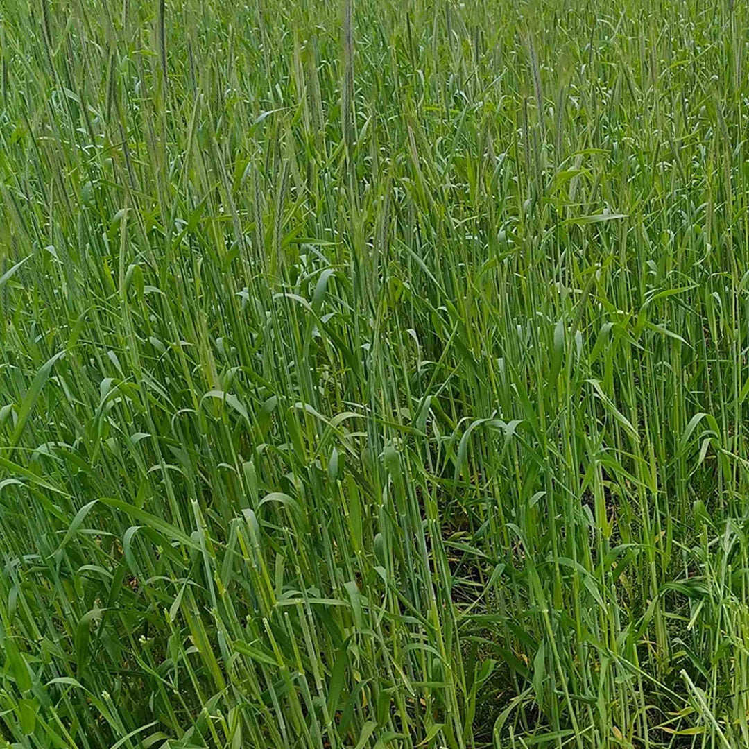 401 Winter Rye Winter Rye Grain – TnT Seed Company