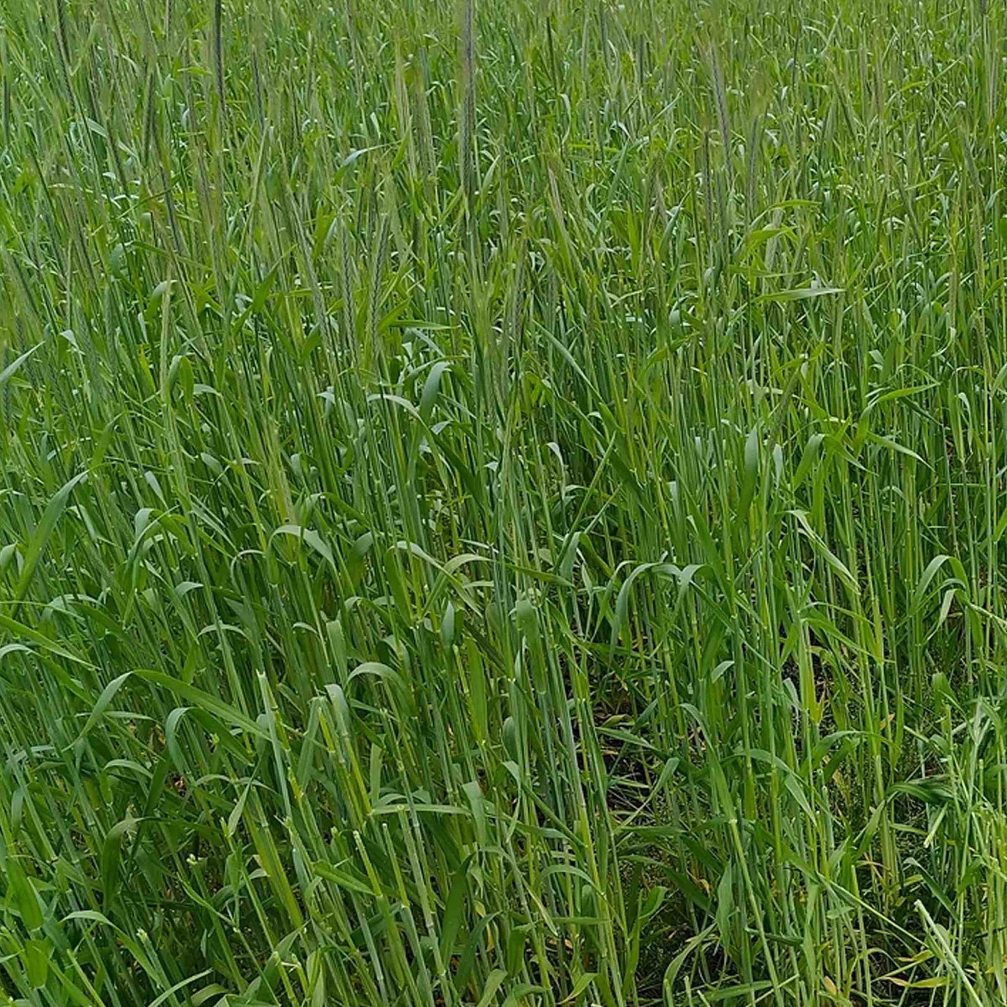 Winter Rye Grain