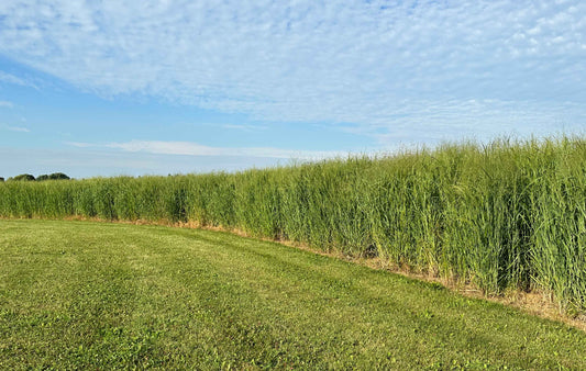 RC Big Rock Switchgrass