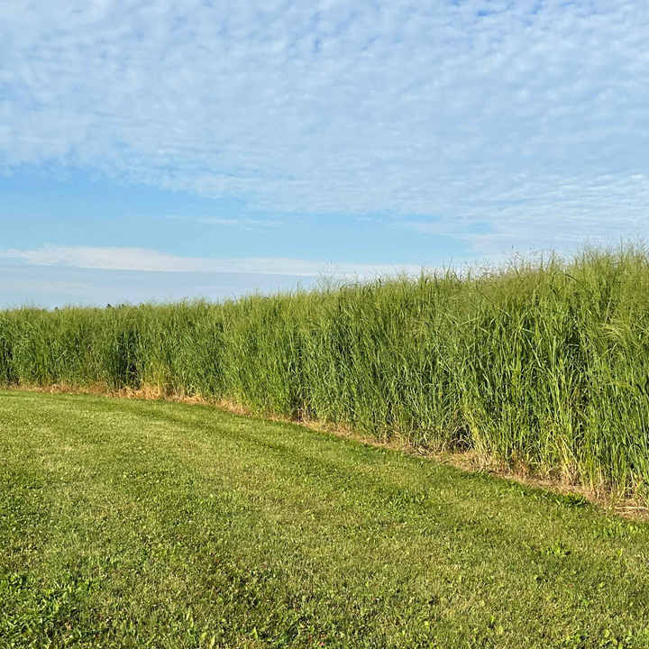 RC Big Rock Switchgrass