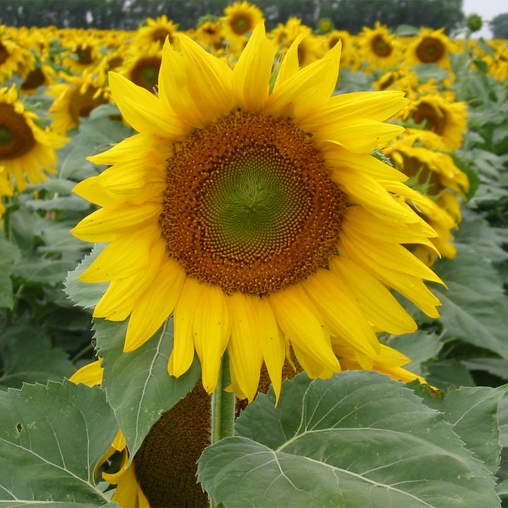 Clearfield Sunflowers (Sprayable)