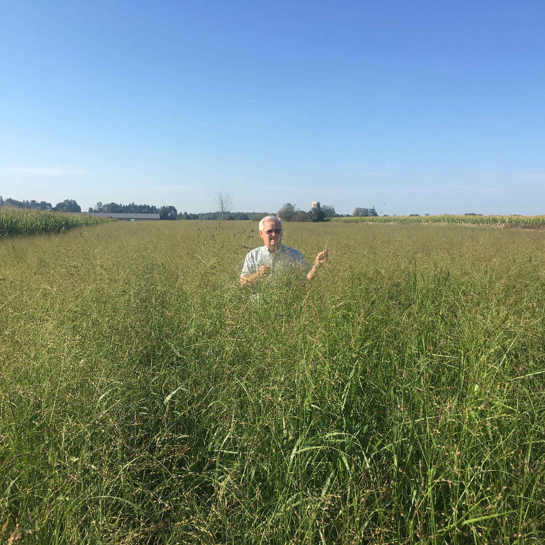 RC Big Rock Switchgrass