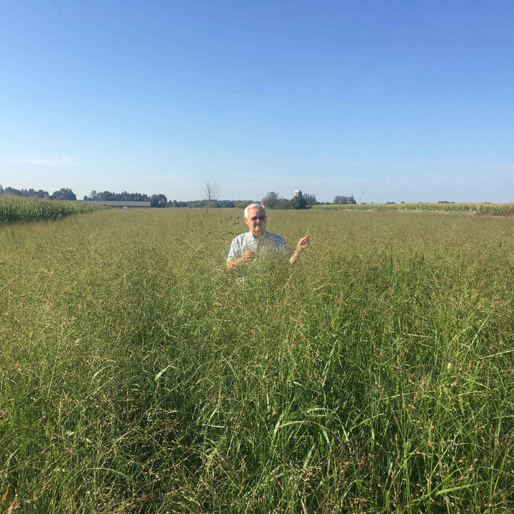 RC Big Rock Switchgrass