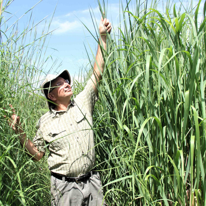 RC Big Rock Switchgrass